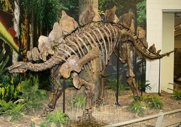 A mounted skeleton of a Stegosaurus at the Carnegie Museum of Natural History.